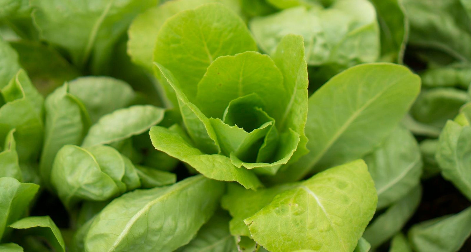 colecta de alta calidad